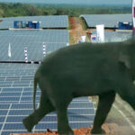 එල්ලෙන අලි වැටක සන්තෝසමක් දී.. අලි ගම්වද්දන සෝලාර් කොම්පැනි