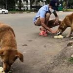 වීදි සුනඛයන් කොපමණ ඉන්නවාද? කවුද දන්නේ නෑ