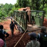 හොරොව්පතාන අලි වඳකරන්න හොඳ තැනක්ද?