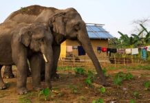 එල්නිනෝ තත්ත්වයෙන් ජනාවාසවලට වන අලි පැමිණීමේ අවදානම ඉහළ යා හැකියි